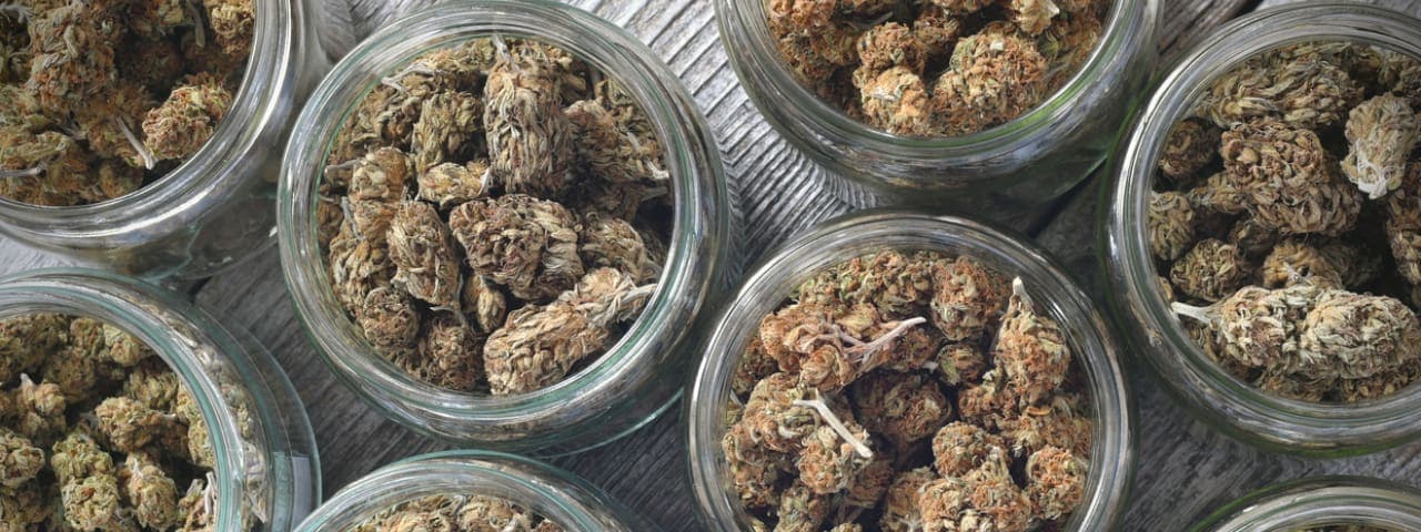 An overhead image of several glass jars filled with cannabis buds